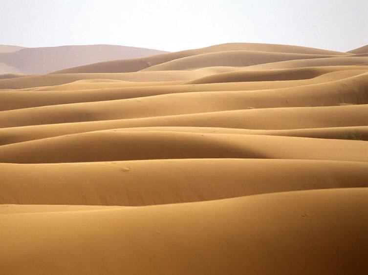 Tree of Ténéré, Central-Eastern Niger, Niger